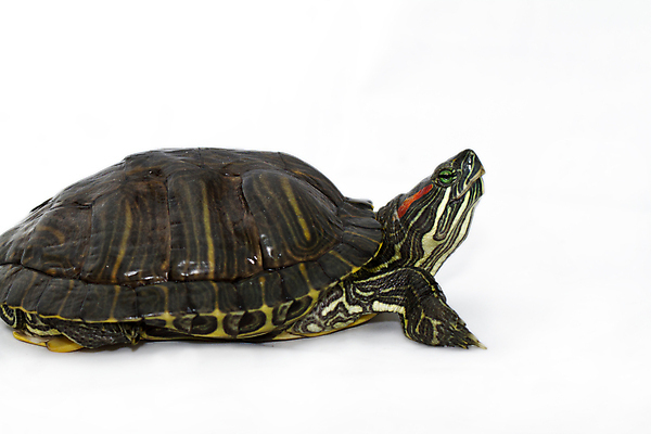 포토 JPG 해외이미지 동물 응시 얼굴 야생동물 백그라운드 파충류 자연 사람없음 초록색 물 반려동물 노란색 머리 껍질 흰색 거북이 보호 갑옷 내추럴 고립 등딱지 해외202004 해외포토 자연요소 시선 컬러 컨셉 신체부위 보호장비 생태계 파일형식 이미지허브