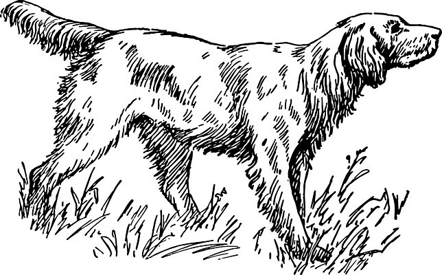 EPS 해외이미지 일러스트 사람없음 빈티지 판화 아이리쉬세터 해외202004 해외일러스트 컨셉 미술 파일형식 벡터 이미지허브