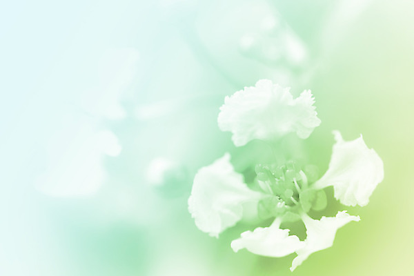 포토 JPG 해외이미지 식물 디자인 꽃 분홍색 꽃다발 백그라운드 컨셉 꽃무늬 일러스트 자연 벽지 추상 수채화 선물 사람없음 빨간색 초록색 물 장미 우주 벚꽃 흰색 신선 최고 다발 만족 보케 아로마 부드러움 공상 파스텔톤 필터 스타일 해외202004 해외포토 자연요소 감정 컬러 무늬 감각 생태계 파일형식 이미지허브