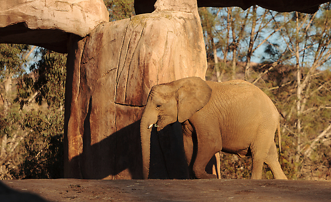 포토 JPG 해외이미지 동물 공원 여자 야생동물 포유류 가족 아프리카 자연 엄마 초식동물 코끼리 풍경 사람없음 야외 초록색 일출 황혼 일몰 새벽 아기 잠 저녁 큼 사파리 장면 케냐 송아지 마사이족 사바나 세렝게티 소셜 전국 탄자니아 해외202004 해외포토 자연요소 공공시설 나라 새끼 컬러 관계 사람 노을 소 야간 크기 생태계 파일형식 이미지허브