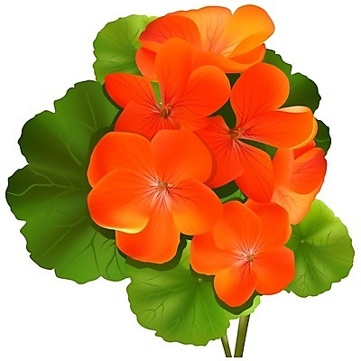 EPS 해외이미지 클립아트 식물 꽃잎 꽃 화초 줄기 잎 일러스트 자연 장식 벚꽃 화려 자르기 다발 고립 제라늄 해외202004 해외일러스트 컨셉 모션 생태계 파일형식 벡터 이미지허브