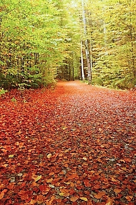 포토 JPG 해외이미지 나무 식물 계절 공원 도로 길 백그라운드 단풍 잎 오렌지 자연 풍경 사람없음 야외 빨간색 초록색 컬러풀 갈색 노란색 환경 활발 가을 시골 황금 숲 오솔길 내추럴 해외202004 해외포토 공공시설 컬러 컨셉 과일 교통시설 생태계 파일형식 이미지허브