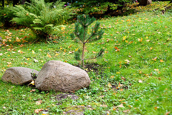 포토 JPG 해외이미지 나무 식물 1 잎 2 자연 사람없음 야외 목재 가로 초록색 갈색 노란색 가을 바위 작음 브레이크 상록수 양치류 많음 해외202004 해외포토 계절 컬러 컨셉 재료 돌_바위 크기 생태계 파일형식 이미지허브