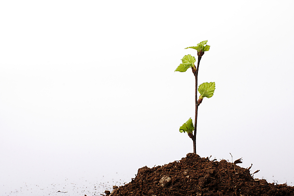 포토 JPG 해외이미지 나무 식물 잎 사람없음 초록색 희망 성장 먼지 묘목 해외202004 해외포토 감정 컬러 파일형식 이미지허브