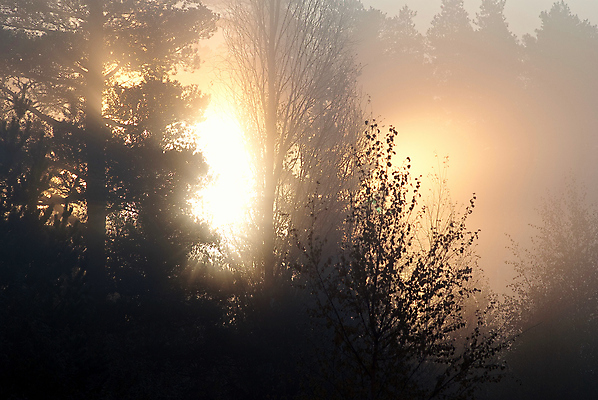 포토 JPG 해외이미지 나무 사람없음 태양 안개 황무지 UFO 해외202004 해외포토 자연요소 식물 날씨 미확인물체 파일형식 이미지허브