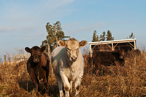 포토 JPG 해외이미지 식물 동물 밭 농업 포유류 사람없음 야외 가로 농장 가축 소 볏짚 해외202004 해외포토 산업 짚 파일형식 이미지허브