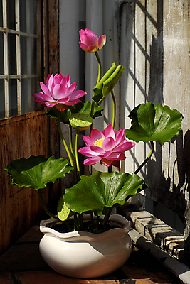 포토 JPG 해외이미지 모양 꽃잎 꽃 화분 분홍색 백그라운드 잎 창문 추상 연꽃 미술 사람없음 장식 문 정원 놀람 활발 벚꽃 항아리 상품 그늘 즐거움 만족 베트남 점토 DIY 인공 핸드메이드 해외202004 해외포토 식물 감정 컬러 컨셉 무늬 문화예술 표정 취미 동남아시아 도자기 파일형식 이미지허브