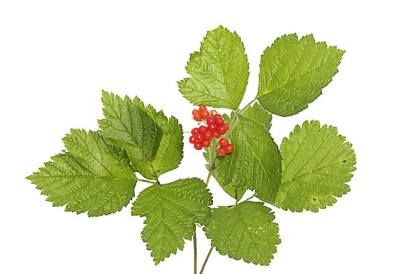 포토 JPG 해외이미지 음식 줄기 잎 과일 사람없음 빨간색 나뭇가지 큼 흰배경 산딸기 숙성 해외202004 해외포토 나무 식물 컬러 백그라운드 흰색 크기 파일형식 이미지허브