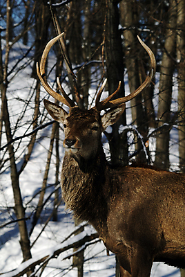 포토 JPG 해외이미지 동물 야생동물 포유류 자연 사슴 뿔 사람없음 달러 숲 신발장 엘크 해외202004 해외포토 돈 생태계 파일형식 이미지허브