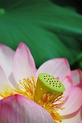 포토 JPG 해외이미지 계절 공원 꽃잎 꽃 문화 선 분홍색 여행 백그라운드 컨셉 잎 추상 사람없음 초록색 평화 정원 일본 침묵 고요 기쁨 벚꽃 흰색 연못 가득함 심볼 순수 명상 해외202004 해외포토 식물 공공시설 감정 아시아 컬러 무늬 소리 파일형식 이미지허브