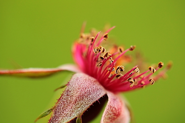 포토 JPG 해외이미지 모양 식물 계절 꽃잎 꽃 분홍색 꽃다발 백그라운드 잎 꽃무늬 자연 건조 발렌타인데이 사랑 사람없음 야외 장식 빨간색 초록색 컬러풀 햇빛 장미 우주 정원 맑음 활발 벚꽃 축하 신선 생일 개화 싱글 원예 내추럴 옛날 해외202004 해외포토 기념일 감정 컬러 컨셉 무늬 데이이벤트 날씨 취미 태양 생태계 파일형식 이미지허브