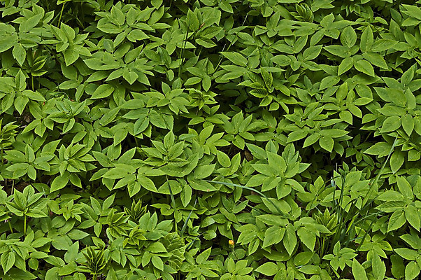 포토 JPG 해외이미지 식물 계절 백그라운드 잎 밭 자연 표면 추상 산 미술 사람없음 야외 초록색 환경 봄 활발 신선 땅 질감 손질 내추럴 불가리아 세련 해외202004 해외포토 컬러 컨셉 무늬 농업 문화예술 생태계 파일형식 남유럽 이미지허브