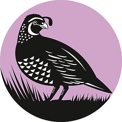 EPS 해외이미지 동물 남자 야생동물 일러스트 조류 그래픽 원형 깃털 복고 메추리 해외202004 해외일러스트 도형 사람 파일형식 벡터 이미지허브