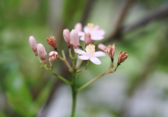 포토 JPG 해외이미지 식물 동물 꽃 야생동물 줄기 분홍색 곤충 백그라운드 꽃무늬 패턴 날개 태국 자연 불꽃 사람없음 야외 여름 정원 줄무늬 벚꽃 작업 달콤 벌레 꿀벌 작음 벌 관목 바쁨 꽃가루 꿀 해외202004 해외포토 나무 계절 아시아 컬러 무늬 불 맛 벌_곤충 크기 가루 생태계 파일형식 이미지허브