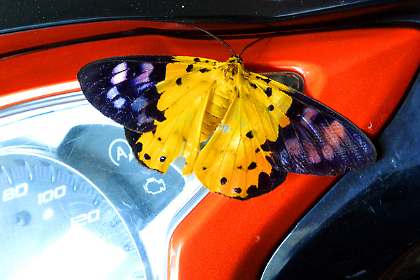 포토 JPG 해외이미지 아시아 나비 백그라운드 오렌지 가족 교통시설 사람없음 파란색 중국 어둠 장비 오토바이 기구 닫기 지시 묘사 측정 속도 복고 나방 계기판 속도계 해외202004 해외포토 나라 컬러 곤충 교통 과일 관계 모션 바이크 시설 파일형식 이미지허브