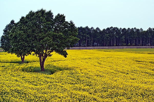 포토 JPG 해외이미지 나무 꽃 농업 자연 하늘 풍경 사람없음 농작물 노란색 중국 해외202004 해외포토 식물 산업 아시아 컬러 생태계 파일형식 이미지허브
