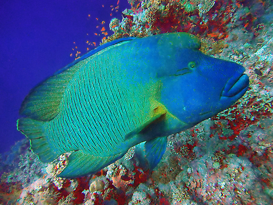 포토 JPG 해외이미지 동물 리본 야생동물 바다 백그라운드 자연 낚시 이집트 어류 사람없음 빨간색 초록색 물 파란색 컬러풀 바닷속 수중 껍질 산호 잠수부 큼 오브젝트 다이빙 암초 수족관 스펀지 내추럴 고립 깊이 나폴레옹 동물상 이국적 침몰 해외202004 해외포토 자연요소 컬러 아프리카 레저 조형물 수영 수중동물 자포동물 전문직 크기 생태계 수중스포츠 파일형식 이미지허브