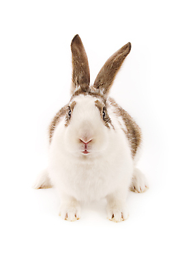 포토 JPG 해외이미지 동물 포유류 부활절 털 미술 앉기 사람없음 반려동물 듣기 토끼 관찰 설치류 모피 자르기 만족 귀 슛 솜털 고립 해외202004 해외포토 기념일 감정 모션 문화예술 신체부위 파일형식 이미지허브