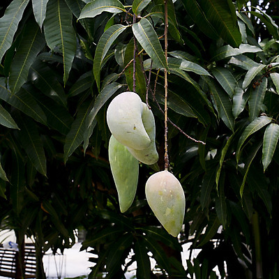 포토 JPG 해외이미지 나무 식물 아시아 음식 잎 오렌지 과일 태국 자연 사람없음 초록색 농장 정원 나뭇가지 신선 다발 유기농 망고 브라질 내추럴 숙성 이국적 해외202004 해외포토 웰빙 나라 컬러 농업 남아메리카 열대과일 생태계 파일형식 이미지허브