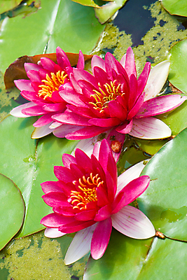 포토 JPG 해외이미지 식물 꽃잎 꽃 호수 분홍색 잎 꽃무늬 자연 표면 3 사람없음 야외 장식 초록색 물 머리 정원 연못 개화 선택 오브젝트 꽃수술 해외202004 해외포토 자연요소 컬러 컨셉 무늬 신체부위 생태계 파일형식 이미지허브