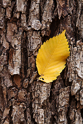 포토 JPG 해외이미지 1 사람없음 노란색 추위 가을 고독 시원함 해외202004 해외포토 계절 감정 컬러 파일형식 이미지허브