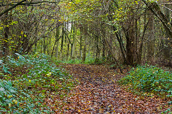 포토 JPG 해외이미지 나무 계절 잎 자연 풍경 사람없음 야외 목재 빨간색 초록색 컬러풀 갈색 노란색 가을 시골 황무지 숲 장면 삼림지대 해외202004 해외포토 식물 컬러 재료 생태계 파일형식 이미지허브
