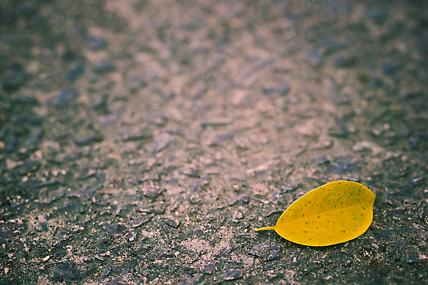 포토 JPG 해외이미지 식물 디자인 계절 도로 백그라운드 컨셉 잎 패턴 오렌지 자연 추상 거리 바닥 사람없음 야외 컬러풀 노란색 우주 검은색 가을 황금 아스팔트 묘사 질감 내추럴 방법 콘크리트 해외202004 해외포토 길 컬러 무늬 과일 교통시설 생태계 파일형식 이미지허브