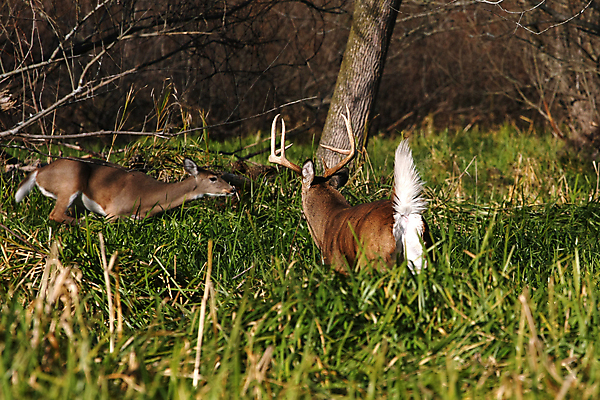 포토 JPG 해외이미지 나무 동물 계절 공원 야생동물 밭 포유류 자연 휴식 뿔 사람없음 야외 갈색 머리 쌓기 달러 흰색 나뭇가지 시골 숲 방목 바퀴자국 싱글 꼬리 사냥 귀 내추럴 동물상 아기사슴 암사슴 해외202004 해외포토 식물 공공시설 새끼 컬러 컨셉 돈 농업 자국 모션 사슴 신체부위 조형물 축산업 암컷 생태계 파일형식 이미지허브