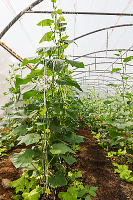 포토 JPG 해외이미지 식물 꽃 산업 음식 잎 농업 채소 자연 호박 주택 기술 실내 실험 풍경 사람없음 초록색 농작물 농장 정원 놀이방 샐러드 습기 수확 성장 나뭇가지 신선 상품 상추 유기농 원예 날것 뿌리 장면 포도나무 밭일 온실 비건 해외202004 해외포토 나무 웰빙 컬러 취미 내부 건물 과일나무 생태계 채식주의자 파일형식 이미지허브