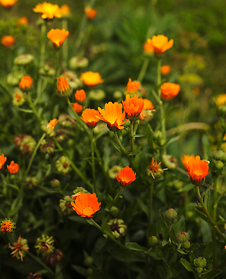 포토 JPG 해외이미지 식물 계절 꽃잎 꽃 백그라운드 잎 밭 오렌지 자연 사람없음 치료 초록색 여름 약 노란색 정원 봄 벚꽃 신선 개화 황금 허브 원예 데이지 화단 내추럴 금잔화 강렬 전경 해외202004 해외포토 컬러 농업 과일 의학 풍경 취미 생태계 파일형식 탑뷰 이미지허브