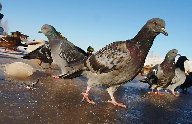 포토 JPG 해외이미지 나무 호수 잎 갈매기 조류 휴식 오리 사람없음 빨간색 초록색 햇빛 반사 노란색 촉촉함 안개 버드나무 비둘기 청둥오리 해외202004 해외포토 식물 동물 컬러 컨셉 날씨 태양 젖음 파일형식 이미지허브