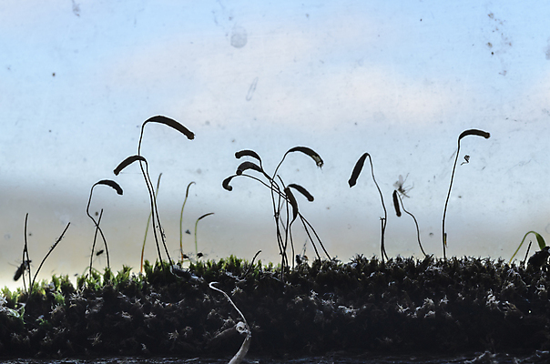 포토 JPG 해외이미지 식물 디자인 계절 백그라운드 패턴 자연 표면 추상 이끼 사람없음 장식 초록색 빛 갈색 환경 가을 신선 유기농 질감 내추럴 곰팡이 해외202004 해외포토 웰빙 컬러 무늬 생태계 파일형식 이미지허브