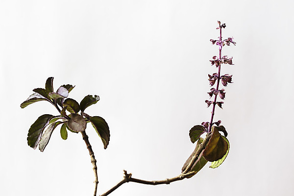 포토 JPG 해외이미지 식물 꽃 아시아 줄기 백그라운드 잎 재료 자연 건강 씨앗 사람없음 초록색 약 보라색 스파 흰색 나뭇가지 신선 약초 다발 허브 유기농 아로마 신성 향 바질 내추럴 고립 치료제 힌두교 해외202004 해외포토 나무 웰빙 나라 종교 컬러 의학 풀_식물 생태계 파일형식 이미지허브