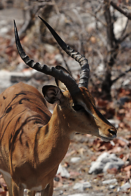 포토 JPG 해외이미지 동물 야생동물 포유류 아프리카 자연 건조 털 뿔 사람없음 갈색 머리 사파리 영양 나미비아 스텝 해외202004 해외포토 나라 컬러 신체부위 생태계 남아프리카 파일형식 이미지허브