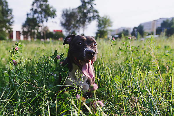 포토 JPG 해외이미지 동물 행복 백그라운드 장난 자연 놀이 휴식 앉기 사람없음 야외 초록색 여름 반려동물 달리기 개 테리어 혀 황소 송곳니 해외202004 해외포토 계절 감정 컬러 컨셉 포유류 모션 입 소 치아 생태계 파일형식 이미지허브
