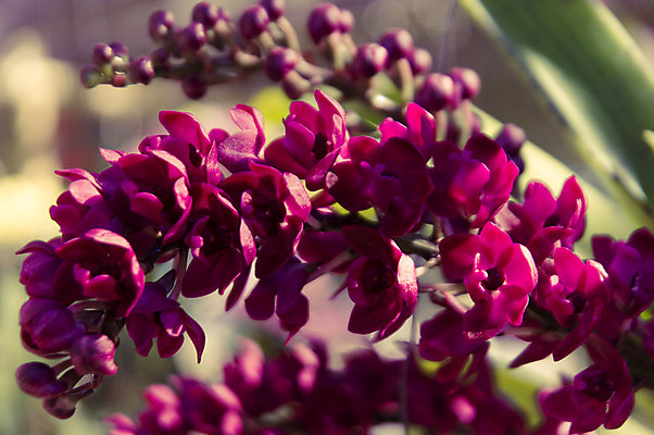 포토 JPG 해외이미지 식물 계절 꽃잎 꽃 꽃다발 백그라운드 꽃무늬 자연 선물 사람없음 장식 초록색 머리 정원 스파 화목 봄 활발 개화 난초 고급 우아함 맛 냄새 아로마 향 단아함 해외202004 해외포토 컬러 컨셉 무늬 신체부위 생태계 파일형식 이미지허브