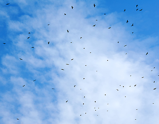 포토 JPG 해외이미지 동물 구름 실루엣 야생동물 백그라운드 이동 날개 모션 자연 조류 하늘 사람없음 야외 파란색 우주 검은색 자유 가을 흰색 그룹 군중 작음 큼 깃털 비둘기 천국 멀리 까마귀 해외202004 해외포토 자연요소 계절 컬러 컨셉 촬영기법 사람 크기 생태계 파일형식 이미지허브
