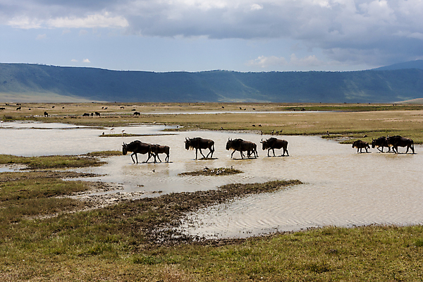 포토 JPG 해외이미지 식물 구름 야생동물 포유류 아프리카 하늘 사람없음 야외 초록색 물 파란색 마시기 흰색 황무지 동물상 탄자니아 해외202004 해외포토 자연요소 동물 나라 컬러 모션 조형물 파일형식 이미지허브