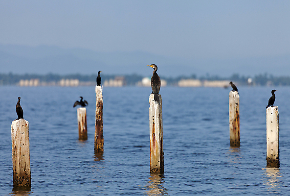 포토 JPG 해외이미지 동물 바다 백그라운드 날개 태국 조류 하늘 사람없음 물 파란색 검은색 자유 기둥 만 닫기 고독 보호 큼 싱글 생태계 생물학 부리 서식지 말뚝 계산서 니제르 단아함 무료 생태학 혼자 해외202004 해외포토 자연요소 교육 건축 감정 아시아 컬러 컨셉 모션 크기 파일형식 이미지허브