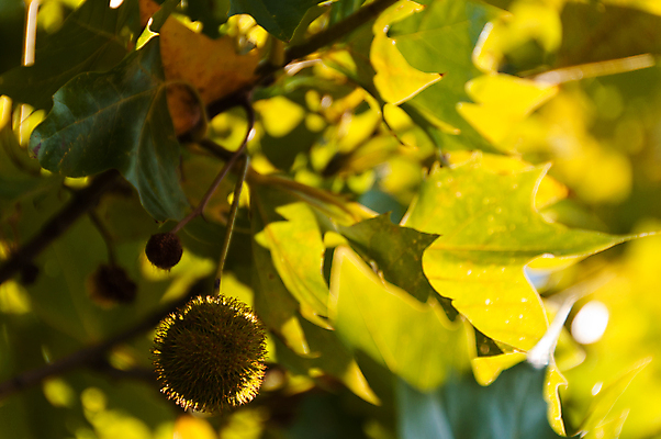 포토 JPG 해외이미지 나무 식물 백그라운드 단풍 낙엽 잎 과일 공 자연 하늘 씨앗 사람없음 초록색 햇빛 정원 가을 흰색 신선 지중해 유기농 대패 플라타너스 해외202004 해외포토 웰빙 계절 바다 컬러 태양 생태계 파일형식 이미지허브
