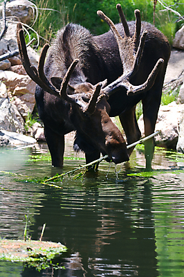 포토 JPG 해외이미지 동물 남자 야생동물 포유류 자연 뿔 사람없음 물 강 반사 연못 황소 해외202004 해외포토 자연요소 사람 소 생태계 파일형식 이미지허브