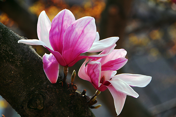 포토 JPG 해외이미지 식물 꽃 분홍색 자연 사람없음 정원 봄 흰색 컵받침 원예 목련 해외202004 해외포토 계절 컬러 취미 받침대 생태계 파일형식 이미지허브