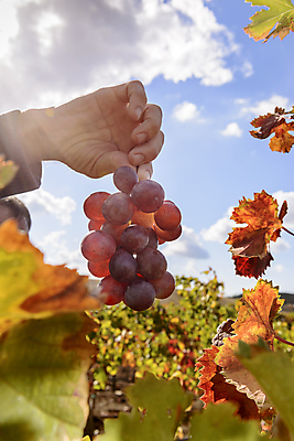 포토 JPG 해외이미지 식물 구름 계절 산업 잎 밭 농업 오렌지 과일 자연 하늘 포도 풍경 사람없음 야외 빨간색 초록색 여름 컬러풀 햇빛 태양 농장 노란색 일출 와인 정원 계곡 일몰 이탈리아 수확 성장 가을 시골 땅 포도밭 포도나무 내추럴 밭일 양조장 해외202004 해외포토 자연요소 유럽 컬러 주류 노을 과일나무 생태계 파일형식 이미지허브