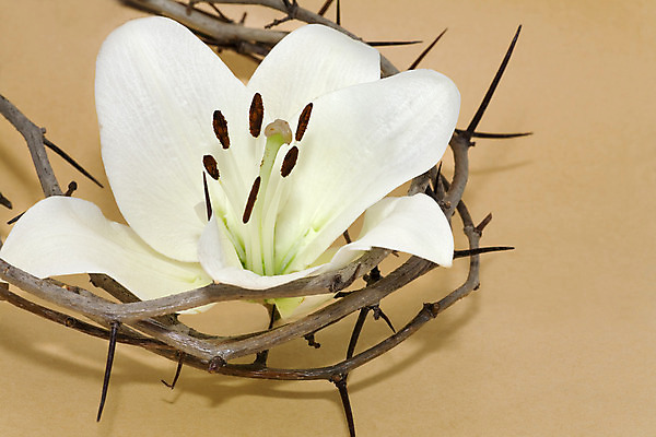 포토 JPG 해외이미지 식물 전통 계절 꽃 전통문화 컨셉 왕관 부활절 이벤트 사람없음 가로 초록색 갈색 믿음 천주교 두개 벚꽃 흰색 신선 예수 가시 그룹 백합 신성 숭배 카피스페이스 해외202004 해외포토 기념일 감정 종교 문화 컬러 2 공백 신_종교 파일형식 이미지허브