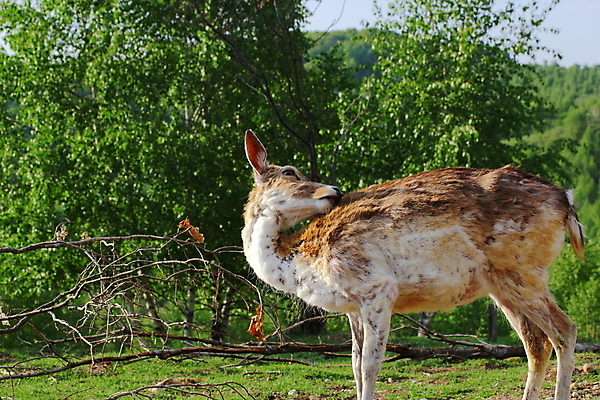 포토 JPG 해외이미지 나무 동물 야생동물 신체 포유류 자연 털 사람없음 초록색 갈색 황무지 숲 생물학 사냥 귀 공터 아기사슴 암사슴 반추동물 해외202004 해외포토 식물 교육 새끼 컬러 사슴 신체부위 암컷 생태계 파일형식 이미지허브