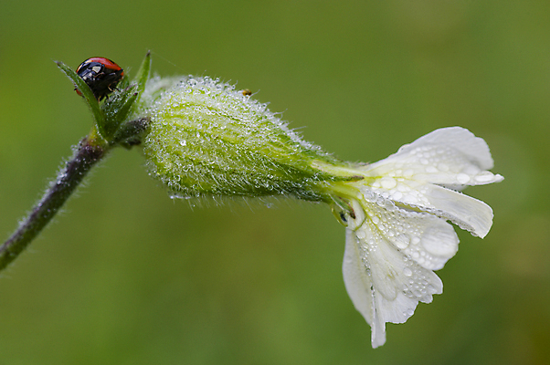 포토 JPG 해외이미지 식물 꽃 곤충 백그라운드 자연 사람없음 물 떨어짐 이슬 묘사 무당벌레 해외202004 해외포토 자연요소 동물 컨셉 생태계 파일형식 이미지허브