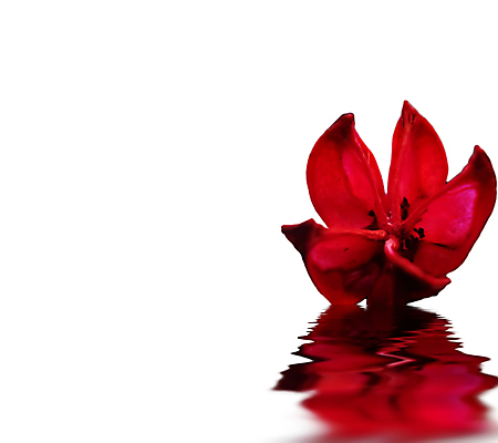 포토 JPG 해외이미지 식물 디자인 꽃잎 꽃 실루엣 호수 분홍색 백그라운드 잎 꽃무늬 패턴 일러스트 자연 사랑 미술 사람없음 장식 빨간색 초록색 물 여름 컬러풀 반사 검은색 봄 거울 자유 벚꽃 흰색 신선 개화 위험 날카로움 내추럴 고립 스타일 해외202004 해외포토 자연요소 계절 감정 컬러 컨셉 무늬 문화예술 촬영기법 생태계 파일형식 이미지허브