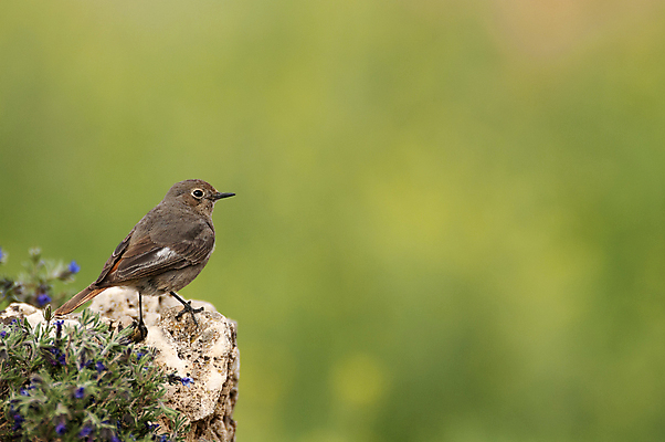 포토 JPG 해외이미지 동물 남자 유럽 얼굴 야생동물 곤충 오렌지 자연 조류 서기 사람없음 건물 목재 초록색 컬러풀 갈색 정원 검은색 봄 스페인 소프트포커스 숲 작음 깃털 부리 사냥꾼 서식지 내추럴 해외202004 해외포토 나무 직업 건축물 계절 나라 컬러 과일 재료 모션 촬영기법 사람 신체부위 크기 생태계 파일형식 이미지허브