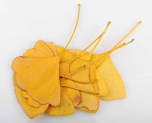 포토 JPG 해외이미지 스튜디오촬영 나무 식물 줄기 백그라운드 잎 재료 자연 중국문화 건강 사람없음 초록색 여름 건강관리 정원 봄 성장 약재 흰색 신선 닫기 자르기 허브 오브젝트 내추럴 고립 해외202004 해외포토 동양문화 계절 컬러 외국문화 모션 실내 관리 약 생태계 파일형식 이미지허브