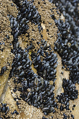 포토 JPG 해외이미지 동물 음식 파도 바다 백그라운드 다이어트 비즈니스 재료 자연 조류 추상 조개 연체동물 건강 어류 요리 사람없음 물 파란색 농장 검은색 식사 저녁식사 프랑스 껍질 흰색 아기 신선 고급 닫기 맛 먹기 해산물 묘사 홍합 내추럴 해외202004 해외포토 자연요소 유럽 컬러 컨셉 무늬 농업 모션 어패류 무척추동물 사람 수중동물 생태계 파일형식 이미지허브